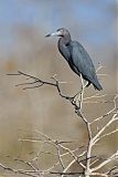 Little Blue Heron